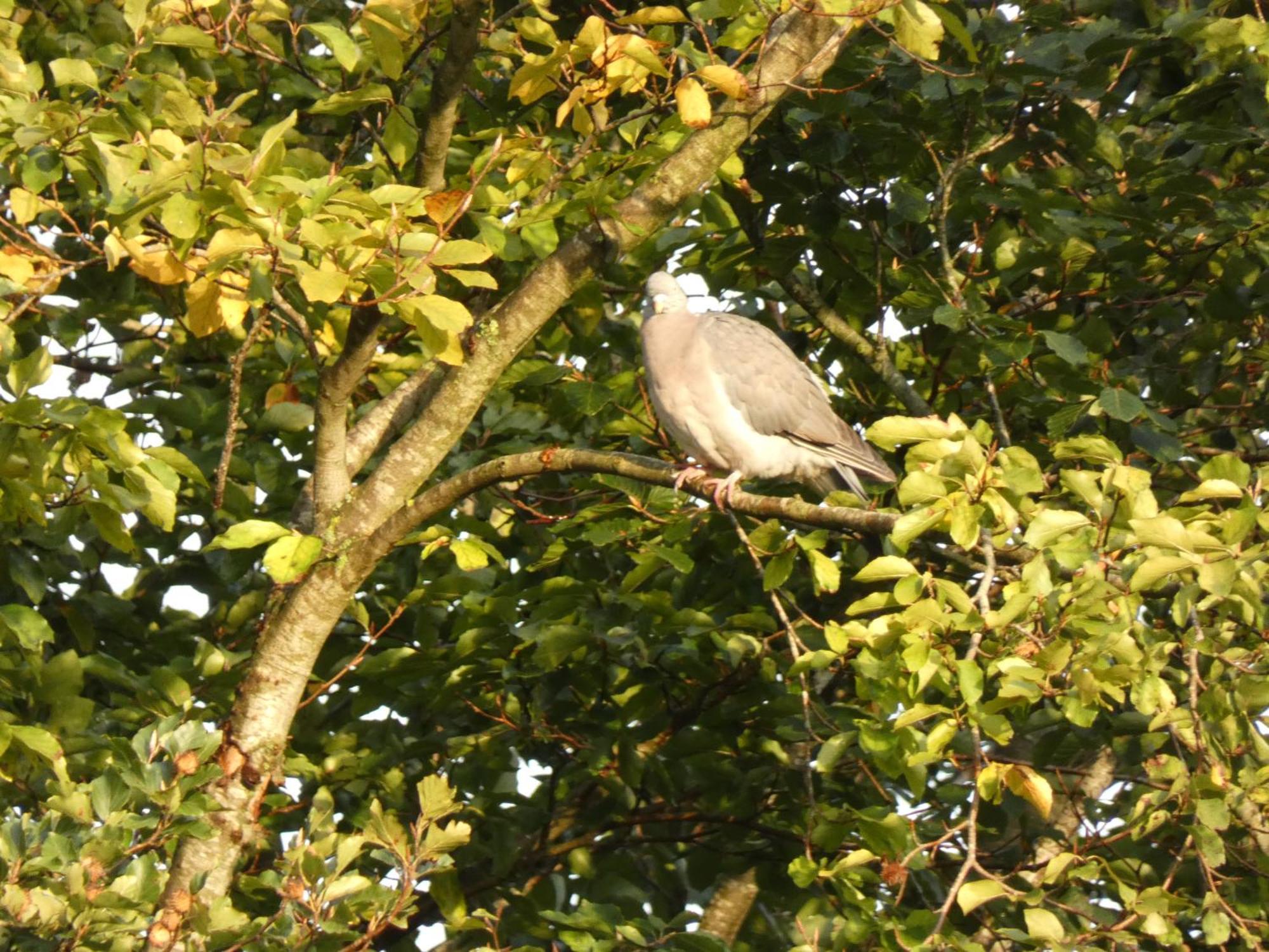 Veluwepark Reewold #Chalet Buizerd# Tussen Het Bosrijke Putten En Garderen Kültér fotó